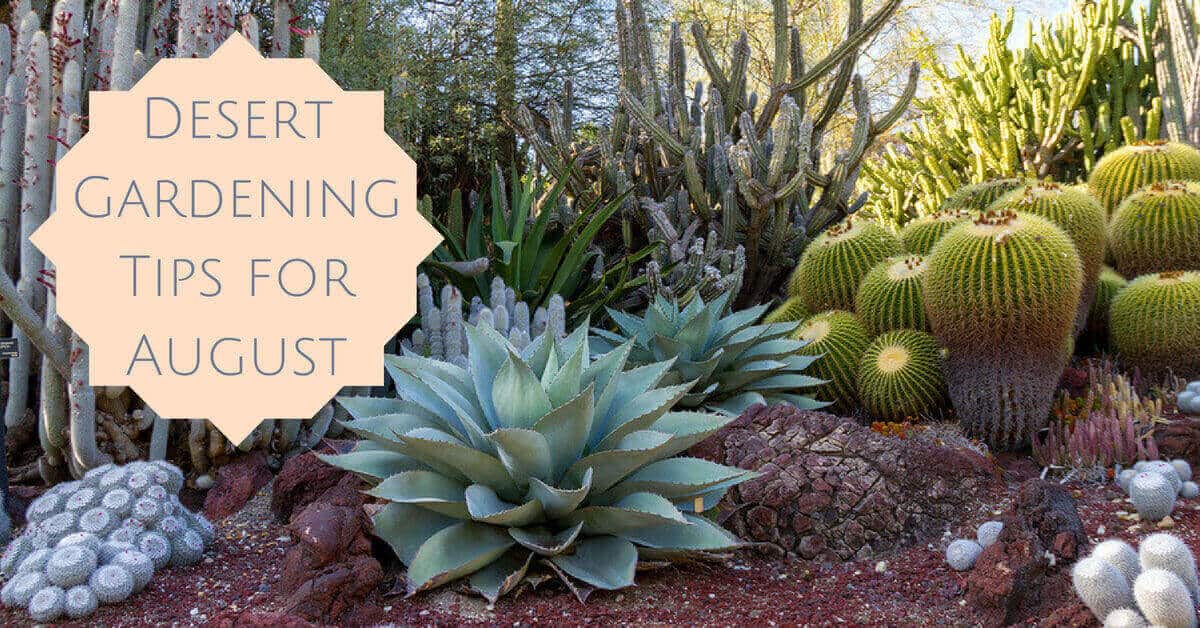 Desert Gardening Tips for August