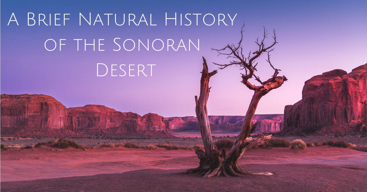 A Brief Natural History of the Sonoran Desert