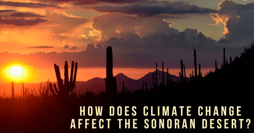 how-does-climate-change-affect-the-sonoran-desert-cc-sunscreen