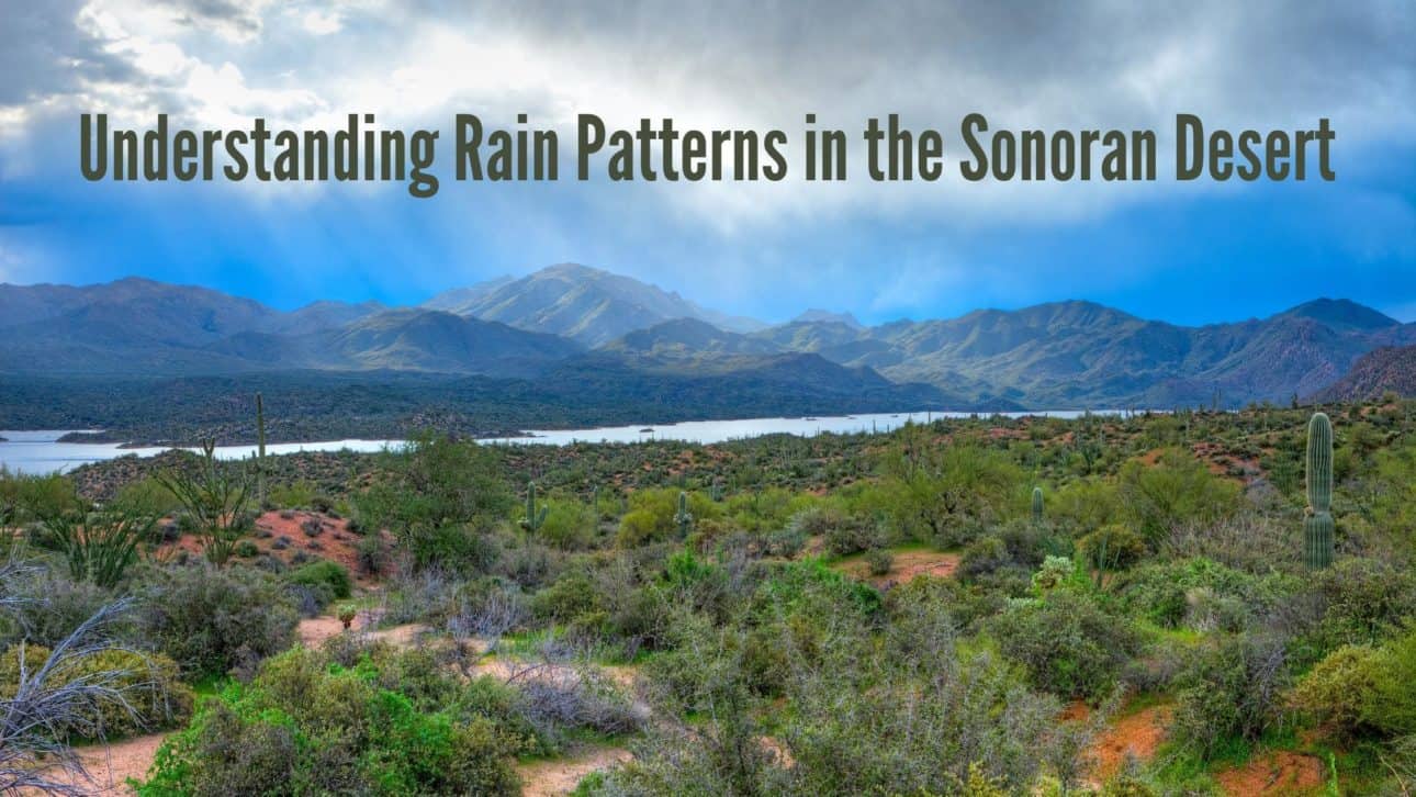 Understanding Rain Patterns in The Sonoran Desert