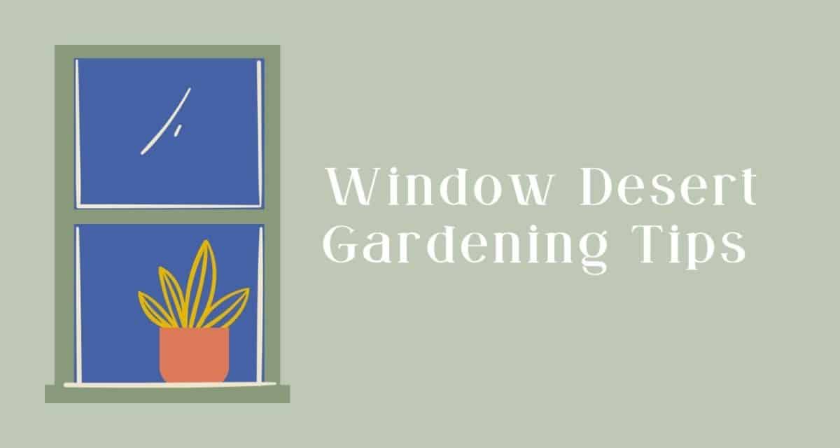 Window Desert Gardening Tips