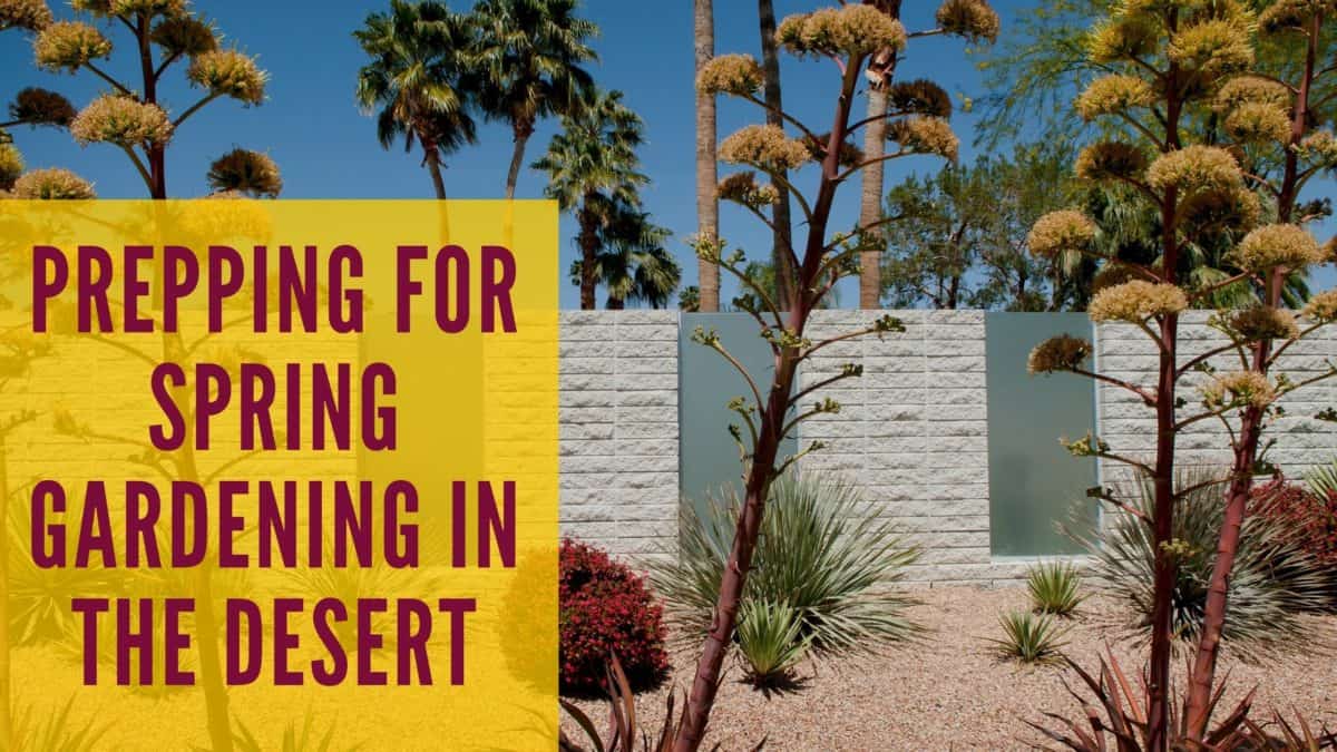 Prepping for Spring Gardening in the Desert