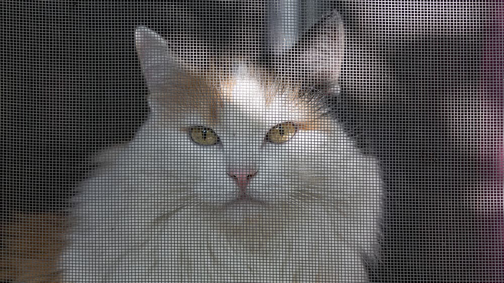 Long Hair Cat Looking out Screen