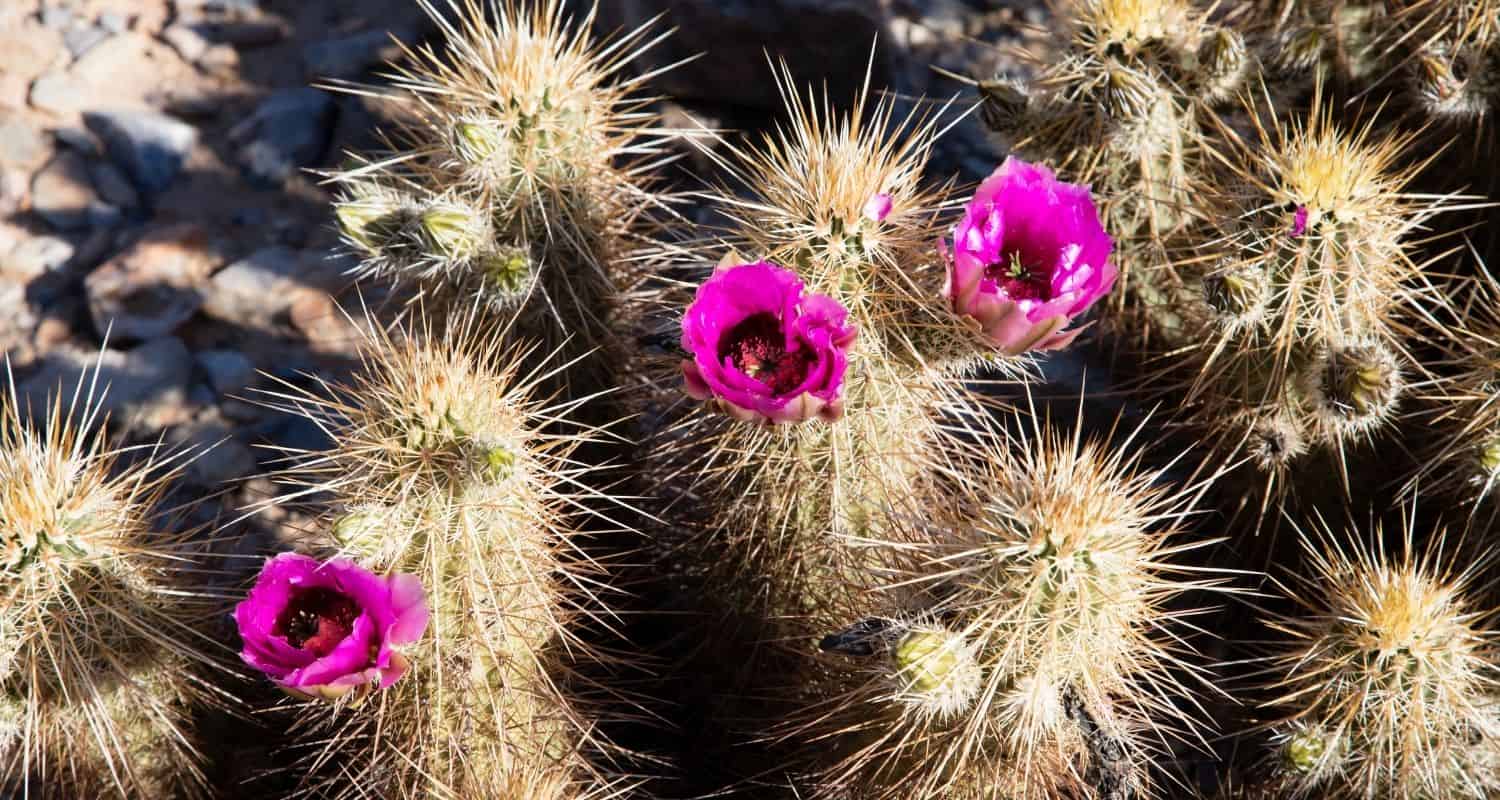 Featured image for “A Guide to May Blooms in the Sonoran Desert”