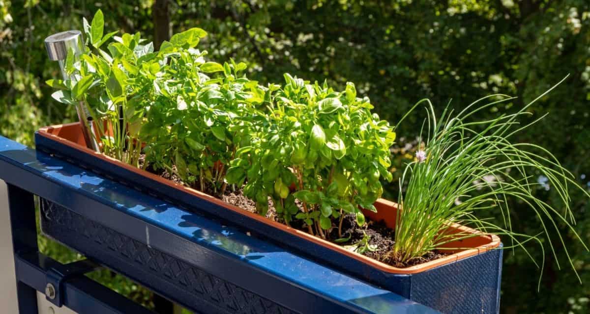 How to Start a Vegetable Box Garden