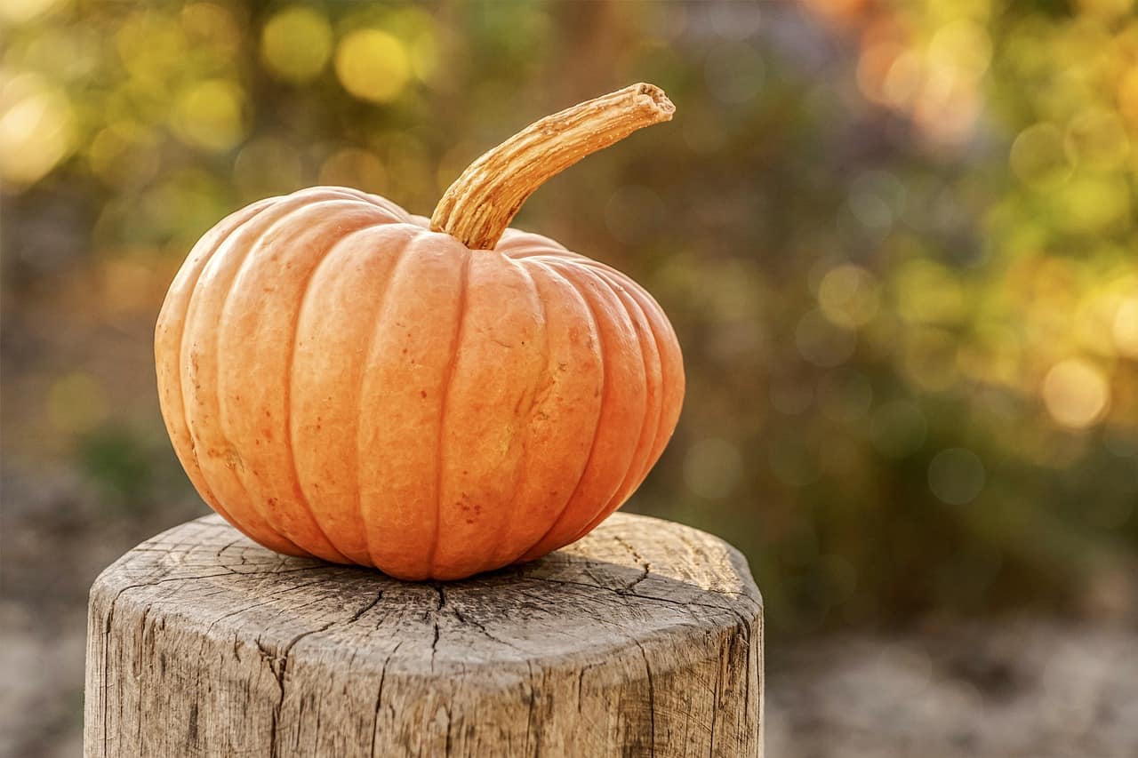 Featured image for “Explore these Arizona Pumpkin Patches this October!”