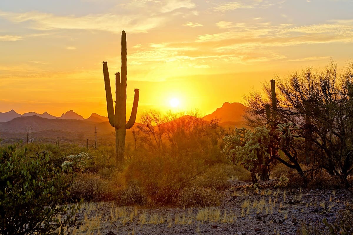 Sunset View Of The Arizona Desert With Saguaro Cacti