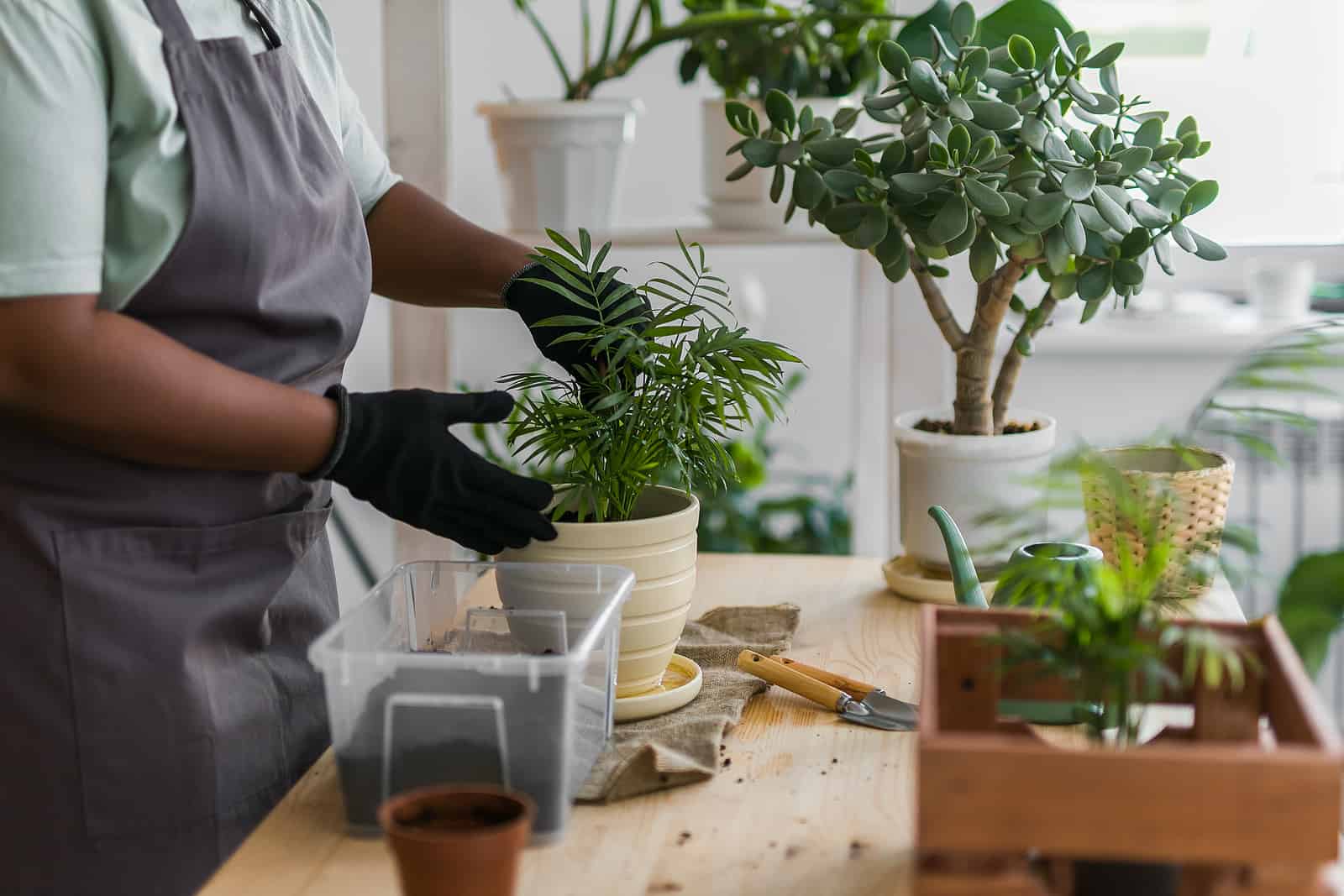 Featured image for “Finding the Right Indoor Plants for Desert Your Home”