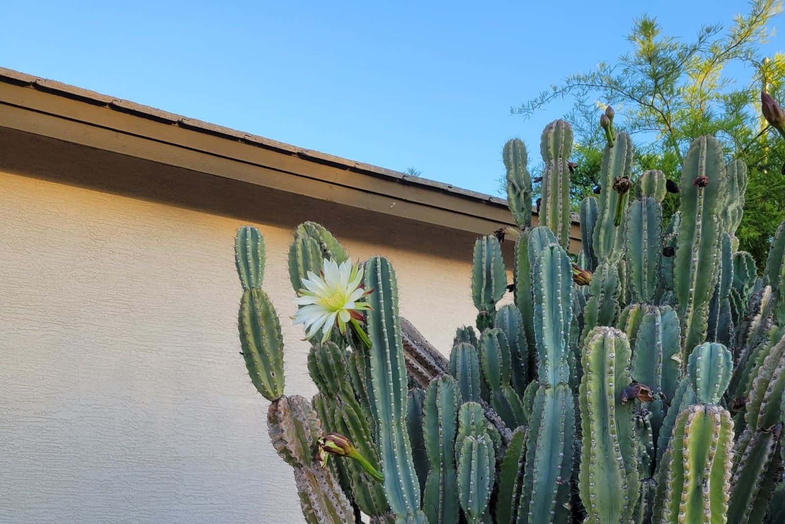 Featured image for “How to Take Care of Your Outdoor Cactus Garden”